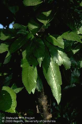 Deep suture disorder causing Bing cherry buds to grow long, thin leaves.