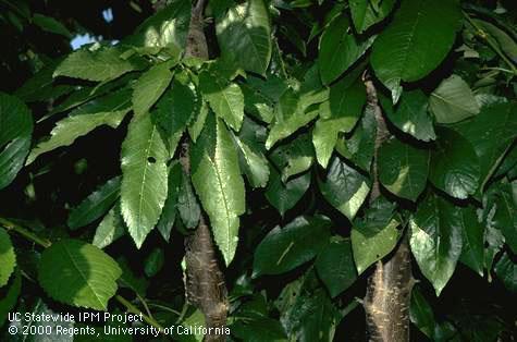 Normal (right) and elongated (left) leaves affected by deep suture.