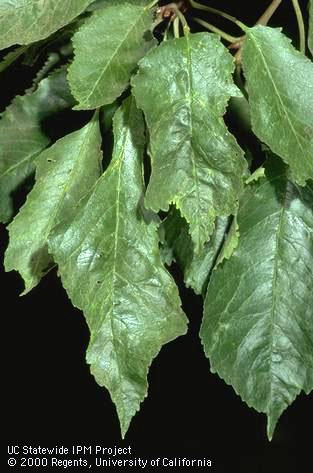 Distorted and atypically pale green cherry leaves due to a genetic disorder called crinkle leaf, or cherry crinkle.