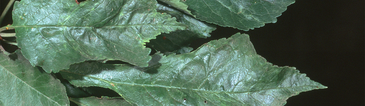 Leaves affected by crinkle leaf disorder.