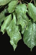 Leaves have irregular, deeply indented margins and are distorted. Distorted areas are often light green or mottled.