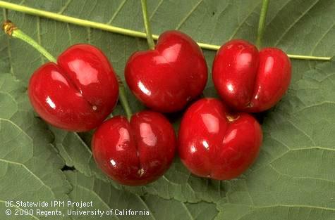 Normal (top, center) and cleft cherry fruit from deep suture disorder.