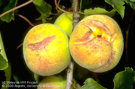 evere splitting of ripening apricots.