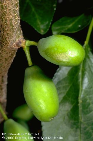 Shiny area on side of fruit with a corky layer beginning to form.