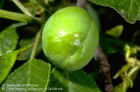 Shiny area on tip of fruit where waxy layer not formed.