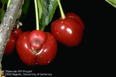 Fasciation or spur on a cherry fruit.