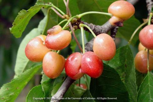 Fruit spurring (upper left) and fruit doubling (center) of cherries. Credit: Jack Kelly Clark Fruit spurring (upper left) and fruit doubling (center) of cherries caused by stressful growing conditions during the previous growing season. Credit: Jack Kelly Clark