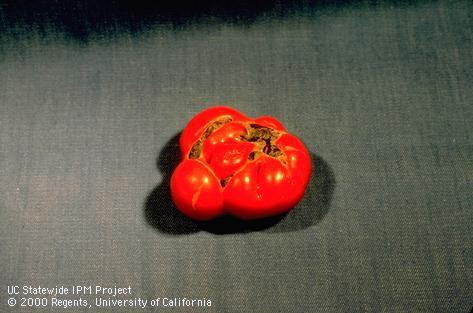 Severe catfacing on a ripe tomato.