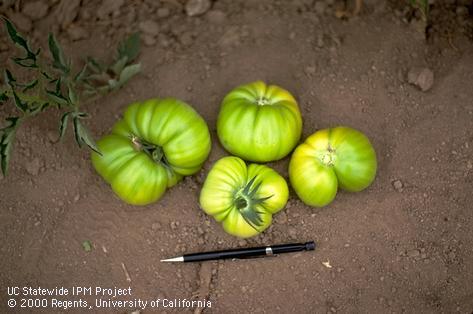 Green tomatoes with catfacing.