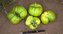 Catfacing on green fruit