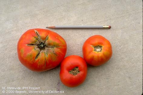 Growth cracks on a tomato fruit (left).