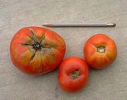 Radial cracking (left) with healthy fruit