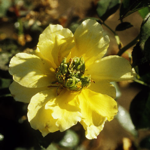 A rose exhibiting phyllody, the green, leaflike or vegetative structures in the center of its flower.