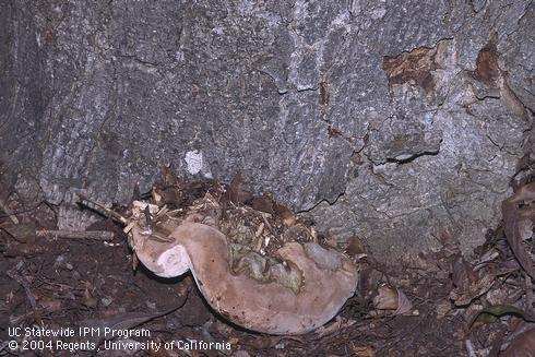 Fruiting body of the wood rot fungus, <I>Ganoderma</I> sp., growing at the base of an avocado trunk. 