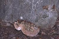 Ganoderma sp.