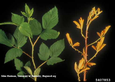 A spindly shoot of blackberry with deformed, undersized leaves (right) due to orange rust, <i>Gymnoconia nitens</i>, in comparison with a healthy plant.