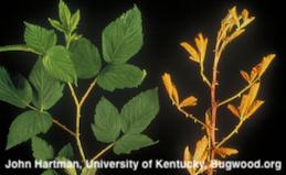 A spindly, rust covered shoot of blackberry with deformed, undersized leaves (right) in comparison with healthy foliage.