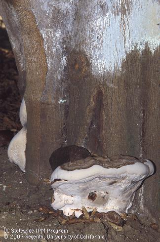 Fruiting bodies of a wood rot fungus, <I>Ganoderma</I> sp., growing at the base of a tree trunk. 