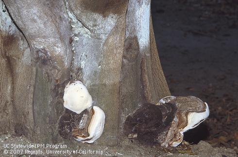 Fruiting bodies of a wood rot fungus, <I>Ganoderma</I> sp., growing at the base of a tree trunk. 