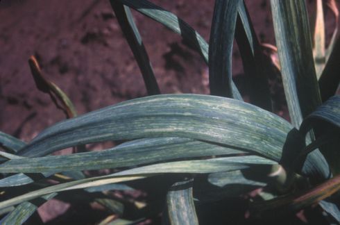 Yellow leaf streaking, a symptom of garlic mosaic.  