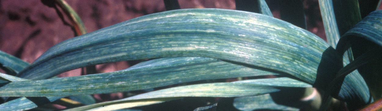 Yellow leaf streaking, a symptom of garlic mosaic.