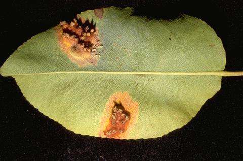 The aecial stage of pear rust, <i>Gymnosporangium libocedri.</i> The underside of a pear leaf with two groups of cup-shaped, fungal aeciospore-forming bodies that appear as pustules.