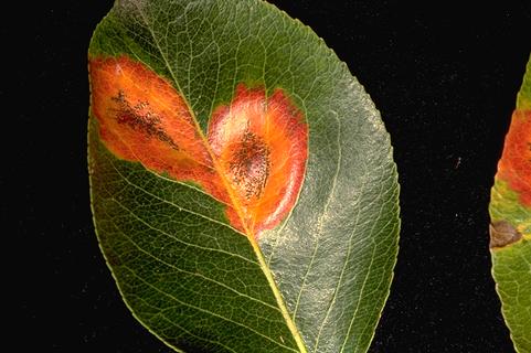 Pycnidial stage of pear rust, <i>Gymnosporangium libocedri.</i> The upper side of a pear leaf with powdery, reddish, fungal spores in the centers of two orange-colored leaf spots.