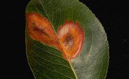 Rust spores on upper leaf surface