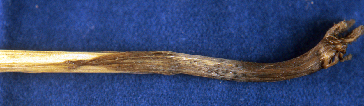 Dark, decayed, basal stems, crowns, and roots of wheat with Ophiobolus root rot, or take-all Gaeumannomyces graminis var. tritici.