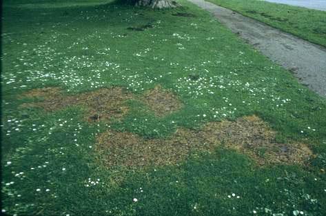 A take-all patch surrounded by healthy turf.