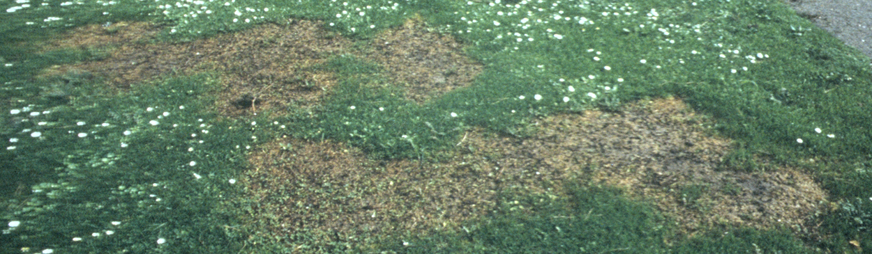 A take-all patch surrounded by healthy turf.