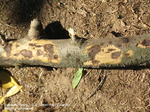 Multiple cankers from thousand cankers disease caused by <i>Geosmithia morbida</i> on a walnut branch.