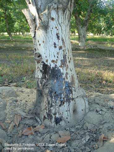 Staining and bleeding from thousand cankers disease fungus, <i>Geosmithia morbida,</i> on walnut trunk.