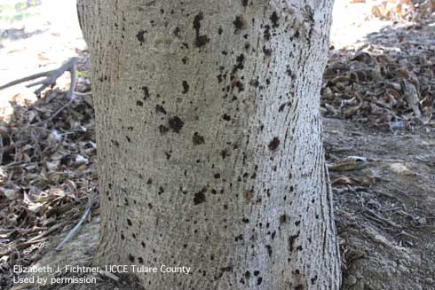 Dark staining of walnut around the entrance and exit holes made by walnut twig beetle, <i>Pityophthorus juglandis,</i> a symptom of thousand cankers disease, caused by <i>Geosmithia morbida.</i>.