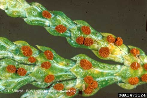 Orange sporophores, or telial cushions (fungal fruiting bodies), of incense cedar rust, <i>Gymnosporangium libocedri,</i> on the underside of incense cedar leaflets.