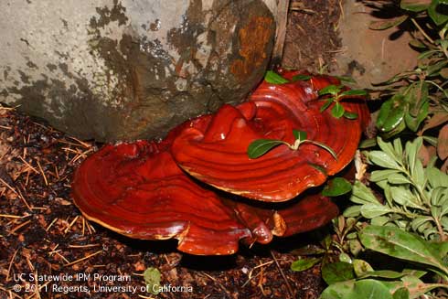 Fruiting bodies of varnish fungus rot, <i>Ganoderma lucidum.</i>.