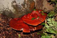 Ganoderma lucidum varnish fungus rot