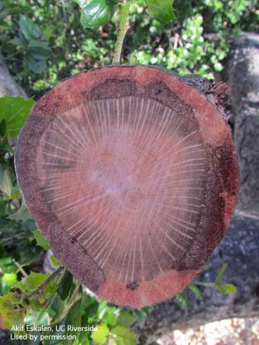 Vascular tissue darkly discolored in a cut limb of coast live oak killed by foamy bark canker, <i>Geosmithia pallida.</i>.