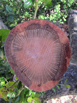 Vascular tissue discolored by Geosmithia pallida