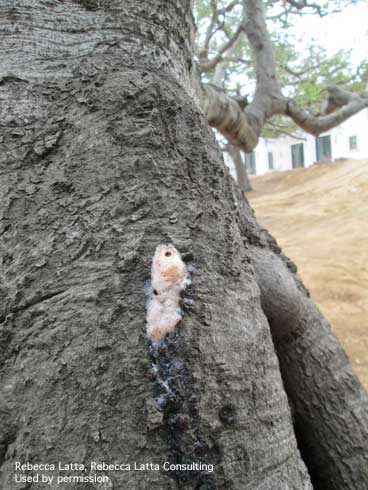 Pinkish foam on bark oozing from the trunk of a coast live oak with foamy bark canker, <i>Geosmithia pallida.</i>.