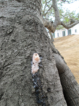 Fungal Foam on Tree Branch