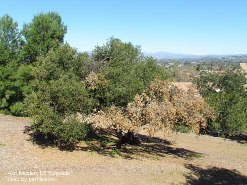 Dead limbs and brown leaves on a coast live oak with foamy bark canker, <i>Geosmithia pallida.</i>.