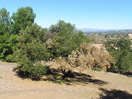 Dieback on coast live oak