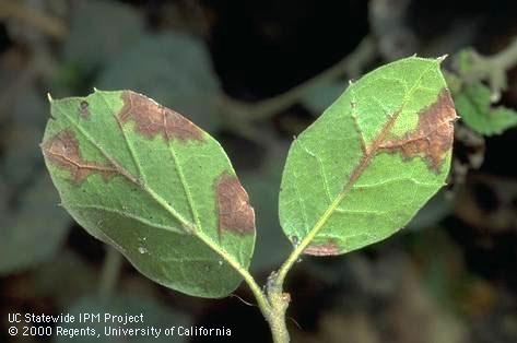 Coast live oak leaves damaged by oak anthracnose.