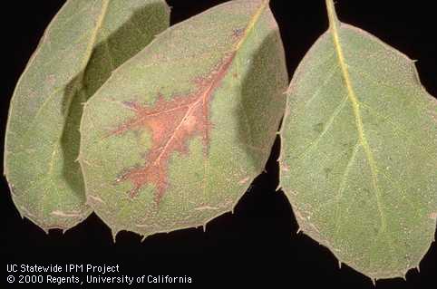 Midvein necrosis of a coast live oak leaf infected with oak anthracnose.