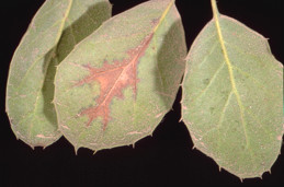 Oak anthracnose midvein necrosis