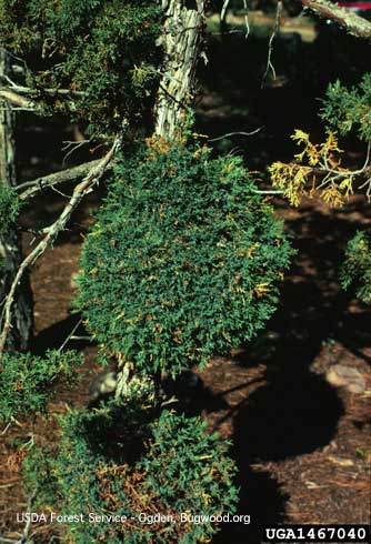 Dense, bushy branches (witches' brooms) caused by juniper rust, <i>Gymnosporangium</i> sp. infecting juniper.