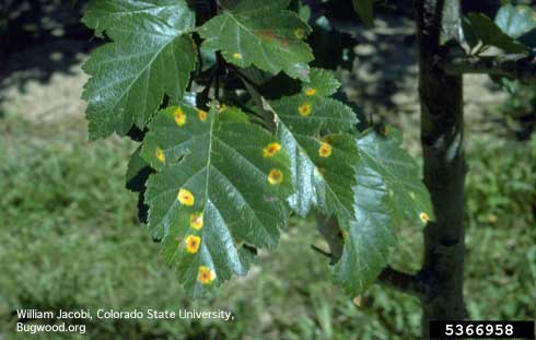 Yellow leaf spots with dark aecia (fungal fruit bodies) of a <i>Gymnosporangium</i> sp. rust on Toba hawthorn.