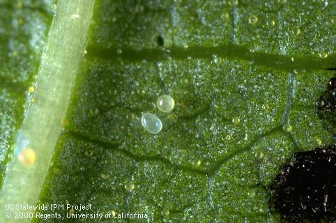 Oblong egg of a predatory mite (Phytoseiidae) next to the round egg of Pacific spider mite, Tetranychus pacificus, a plant-feeding pest.