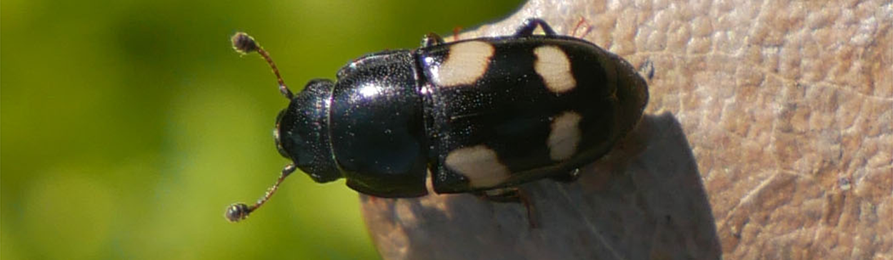 Adult four-spotted sap beetle, Glischrochilus quadrisignatus.